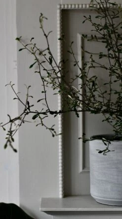 Corokia Cotoneaster Or Wire Netting Bush Bonsai -Verdant Haven Sales Store DSC 0523