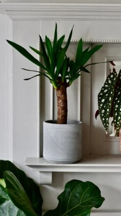 Yucca Elephatipes - Spineless Yucca -Verdant Haven Sales Store DSC 0528