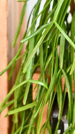 Rhipsalis Trigona -Verdant Haven Sales Store DSC 0571