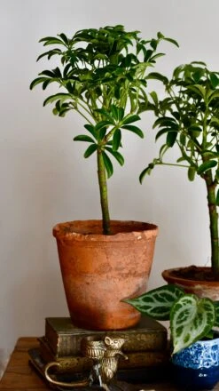Schefflera Indoor Bonsai Tree -Verdant Haven Sales Store DSC 0594