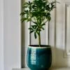 Schefflera Indoor Bonsai Tree