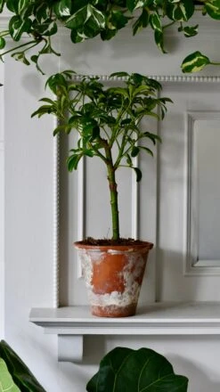 Schefflera Indoor Bonsai Tree -Verdant Haven Sales Store DSC 0605