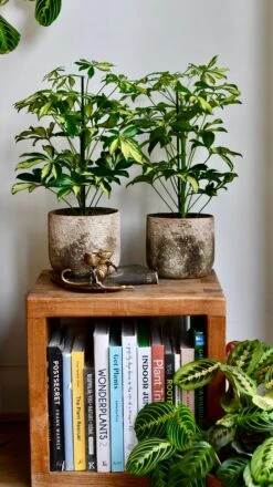 Small Umbrella Tree | Schefflera Gold Capella -Verdant Haven Sales Store DSC 0607
