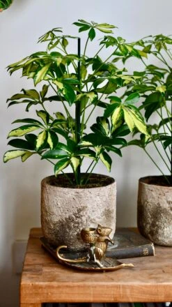 Small Umbrella Tree | Schefflera Gold Capella -Verdant Haven Sales Store DSC 0610