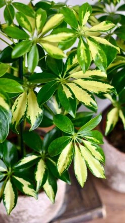 Small Umbrella Tree | Schefflera Gold Capella -Verdant Haven Sales Store DSC 0611