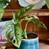 Monstera Adansonii Mint | Adanson's Monstera Mint | Swiss Cheese Plant Mint