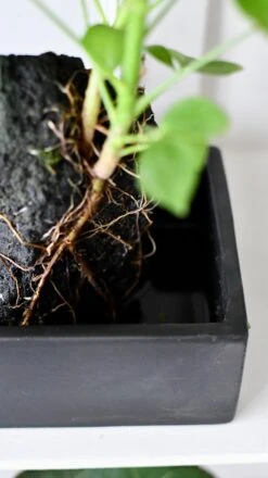 Schefflera On Lava Rock | Schefflera Bonsai Tree -Verdant Haven Sales Store DSC 1044