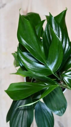 Epipremnum Pinnatum (Dragon Tail Plant) -Verdant Haven Sales Store DSC 1315