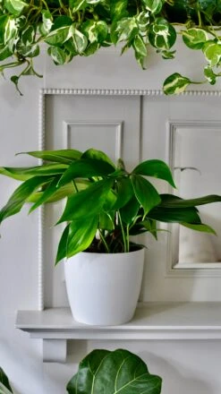 Epipremnum Pinnatum (Dragon Tail Plant) -Verdant Haven Sales Store DSC 1319