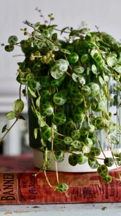 String Of Turtles (Peperomia Prostrata, Turtles On A String) -Verdant Haven Sales Store DSC 1321