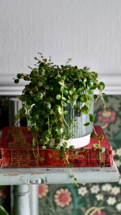 String Of Turtles (Peperomia Prostrata, Turtles On A String) -Verdant Haven Sales Store DSC 1323