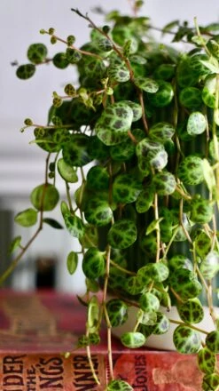 String Of Turtles (Peperomia Prostrata, Turtles On A String) -Verdant Haven Sales Store DSC 1324