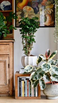 Polyscias Roble, Aralia Roble -Verdant Haven Sales Store DSC 1552 2031fa97 1d16 4988 b542 9969895db923