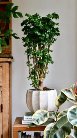 Polyscias Roble, Aralia Roble -Verdant Haven Sales Store DSC 1556 7da09a4f 0fc3 4db5 8c69 1b25e2709c77