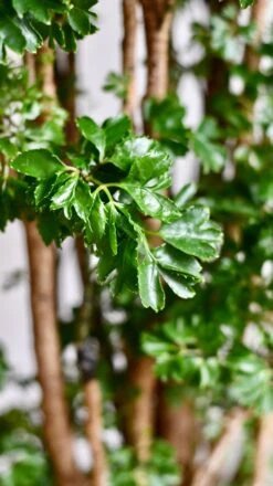 Polyscias Roble Or Aralia Roble Tree -Verdant Haven Sales Store DSC 1557