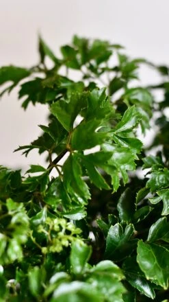 Polyscias Roble Or Aralia Roble Tree -Verdant Haven Sales Store DSC 1558