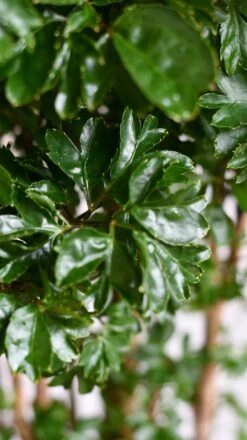 Polyscias Roble Or Aralia Roble Tree -Verdant Haven Sales Store DSC 1561