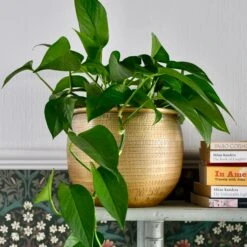 Tembesi Etched Planter 18cm Brass 8 Tembesi Etched Planter 18cm Brass -Verdant Haven Sales Store DSC 1572