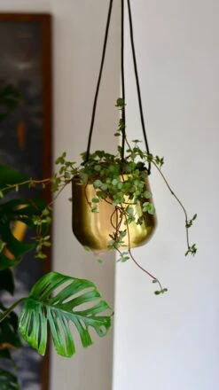 Atsu Brass Hanging Planter 10cm Wide -Verdant Haven Sales Store DSC 1575 9f32547a 3d4d 4999 af3c a3d41df06f8f