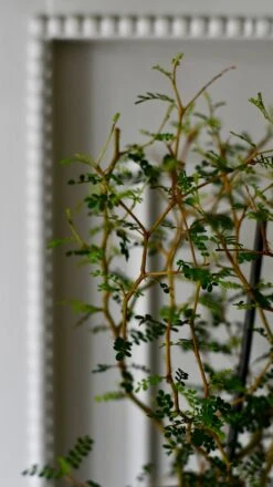 Sophora Prostrata (Weeping False Cypress, Japanese Pagoda Tree, Weeping Chinese Scholar Tree) -Verdant Haven Sales Store DSC 1594