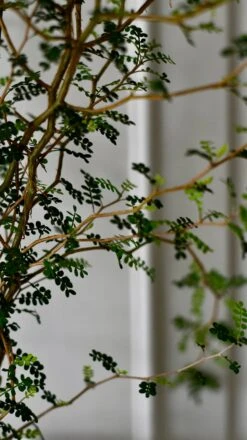 Sophora Prostrata (Weeping False Cypress, Japanese Pagoda Tree, Weeping Chinese Scholar Tree) -Verdant Haven Sales Store DSC 1595