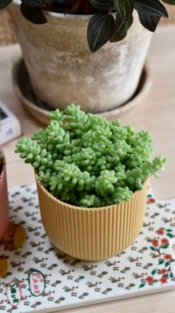Sedum Burrito Burrows Tail (Sedum Morganianum) -Verdant Haven Sales Store DSC 1610