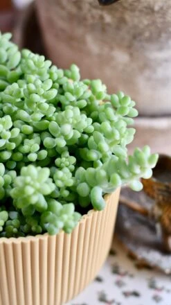 Sedum Burrito Burrows Tail (Sedum Morganianum) -Verdant Haven Sales Store DSC 1618