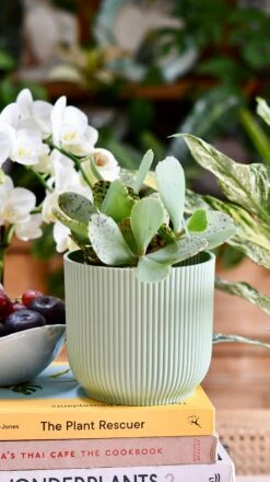 Kalanchoe Marmorata ‘Tiger' -Verdant Haven Sales Store DSC 1624