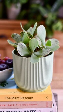 Kalanchoe Marmorata ‘Tiger' -Verdant Haven Sales Store DSC 1628