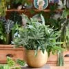 Phlebodium Aureum 'Blue Star Fern'