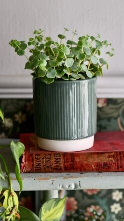 Hylotelephium Sieboldii (Sedum Sieboldii, October Daphne)