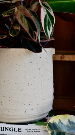 Oat Stoneware Handle Planter (17cm) -Verdant Haven Sales Store DSC 1703