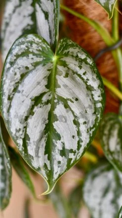 Philodendron Brandtianum On Moss Pole 10 Philodendron Brandtianum On Moss Pole -Verdant Haven Sales Store DSC 1729