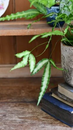Pteris Cretica 'Albolineata', Silver Ribbon Fern -Verdant Haven Sales Store DSC 1734