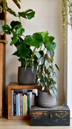 Slate Grey Stoneware Handle Planter (21cm Pot) -Verdant Haven Sales Store DSC 1754 289a7f36 6b46 4d81 8702 ad97dae1d2ea