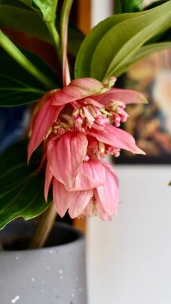 XL Medinilla Magnifica (Philippine Orchid) -Verdant Haven Sales Store DSC 1768