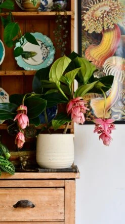 XL Medinilla Magnifica (Philippine Orchid) -Verdant Haven Sales Store DSC 1774