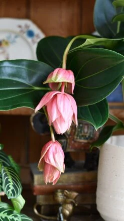 XL Medinilla Magnifica (Philippine Orchid) -Verdant Haven Sales Store DSC 1777