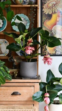 XL Medinilla Magnifica (Philippine Orchid) -Verdant Haven Sales Store DSC 1779