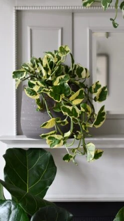 Epipremnum Njoy, Variegated Devils Ivy -Verdant Haven Sales Store DSC 1782