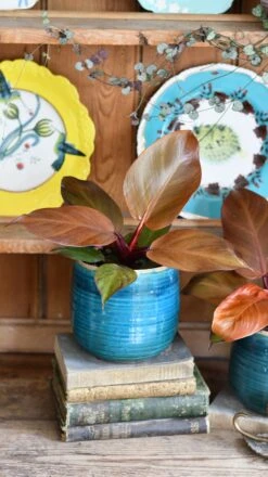 Philodendron Mccolley's Finale -Verdant Haven Sales Store DSC 1793