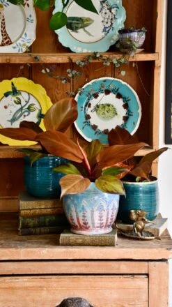 Philodendron Mccolley's Finale -Verdant Haven Sales Store DSC 1796