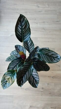 Calathea Ornata (pinstripe, Peacock, Zebra, Or Cathedral Plant) 5 Calathea Ornata (pinstripe, Peacock, Zebra, Or Cathedral Plant) -Verdant Haven Sales Store DSC 1809