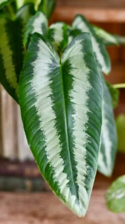 Schismatoglottis Wallichi 'Drop Tongue Plant' -Verdant Haven Sales Store DSC 1863