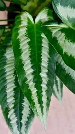 Schismatoglottis Wallichi 'Drop Tongue Plant' -Verdant Haven Sales Store DSC 1869