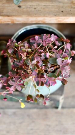 Oxalis Spiralis Vulcanicola 'Plum Crazy' -Verdant Haven Sales Store DSC 1880