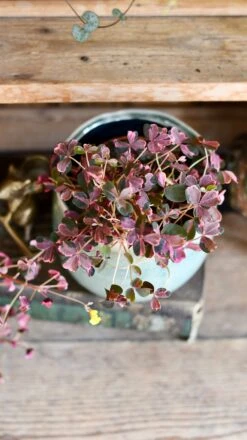 Oxalis Spiralis Vulcanicola 'Plum Crazy' -Verdant Haven Sales Store DSC 1887