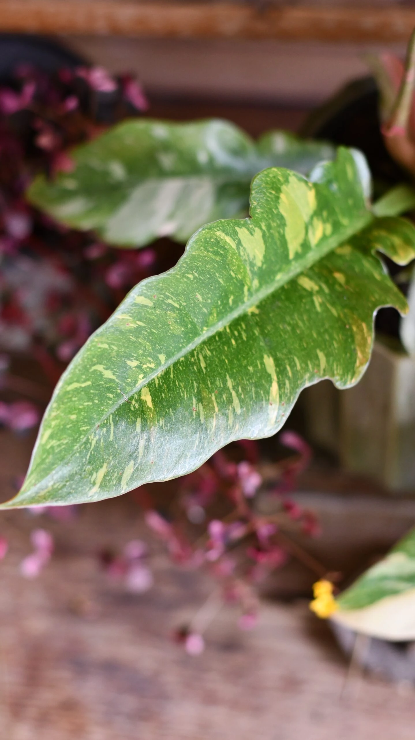 Philodendron 'Ring Of Fire' 3 Philodendron 'Ring Of Fire' - Image 3