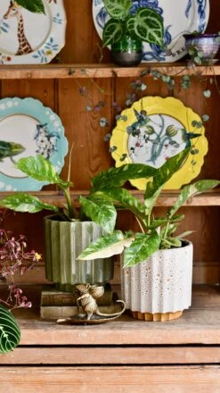 Philodendron 'Ring Of Fire' 10 Philodendron 'Ring Of Fire' -Verdant Haven Sales Store DSC 1901