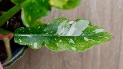 Philodendron 'Ring Of Fire' 12 Philodendron 'Ring Of Fire' -Verdant Haven Sales Store DSC 1912